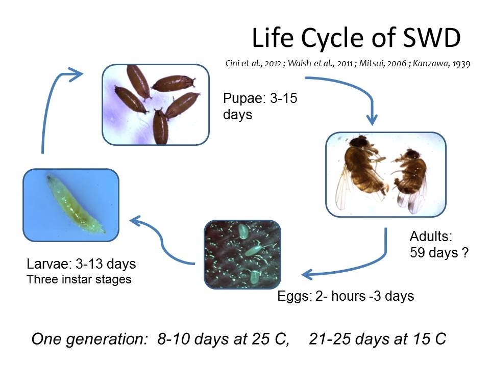 Life cycle of spotted wing drosophila.
