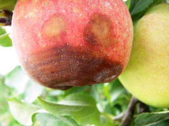 L'infection des sépales causée par le champignon de la pourriture noire dans la saison de croissance se traduit souvent par une nécrose apicale qui finit par grandir jusqu'à ce que le fruit pourrisse à partir du calice vers le haut à mesure que le fruit mûrit.