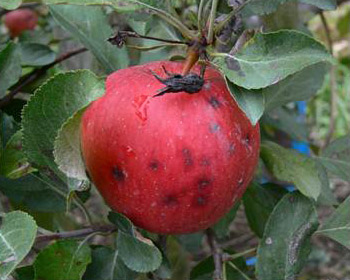 Les symptômes de la pourriture noire apparaissent d'abord comme des taches noires sur le fruit à l'approche de la récolte.