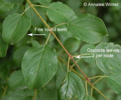 Common buckthorn leaf characteristics.