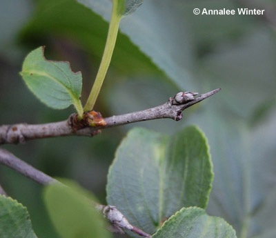 Common buckthorn distinguishing thorn at the end of branch.