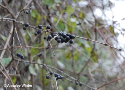 Common buckthorn berries.