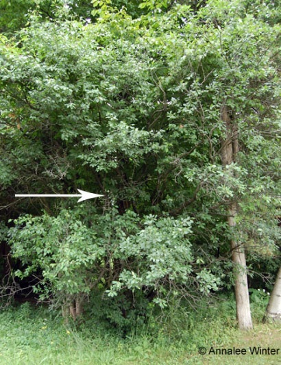 Common buckthorn in field margin understory.