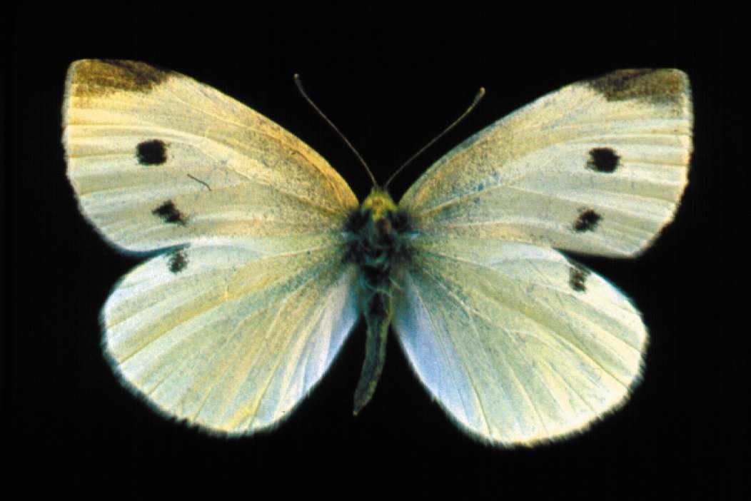Adult imported cabbageworm.