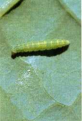 Larva of diamondback moth.
