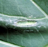 Pupa of diamondback moth.