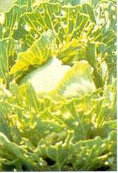 Damage to cabbage from imported cabbageworm and cabbage looper.