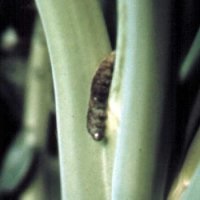Cabbage looper larva infected with viral disease.