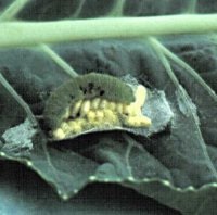 Parasite Apanteles glomeratus cocoons with dead imported cabbageworm larva.