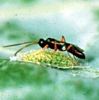 Parasite Diadegma insularis ovipositing on diamondback moth larva.