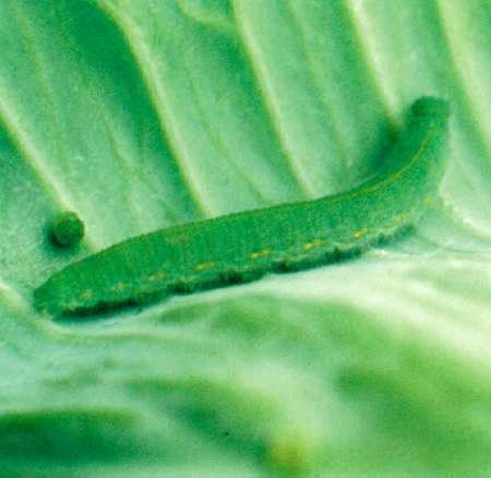 Egg of imported cabbageworm.