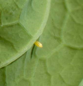 Larva of imported cabbageworm.