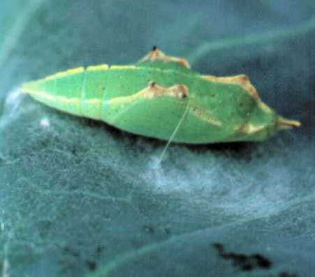 Pupa of imported cabbageworm.