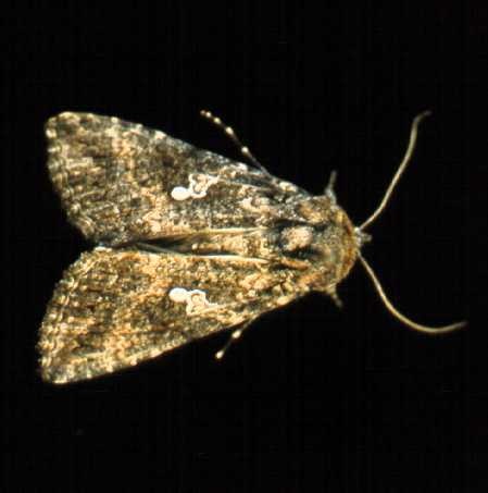 Adult cabbage looper.