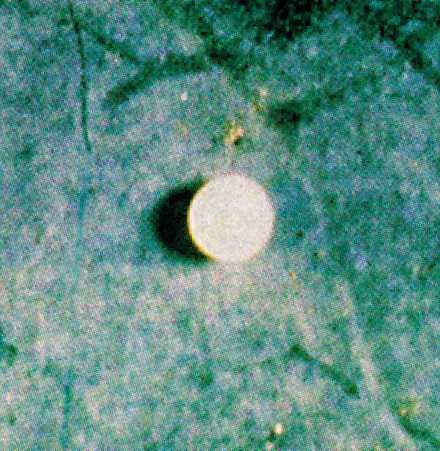 Egg of cabbage looper.