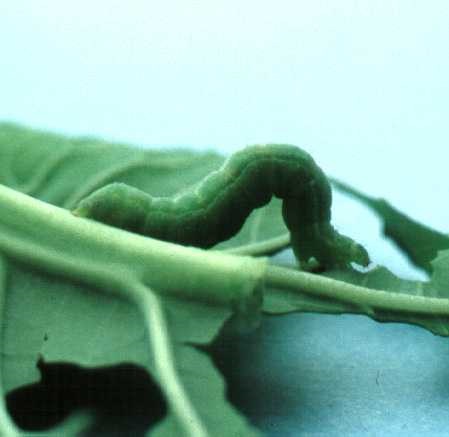Larva of cabbage looper.