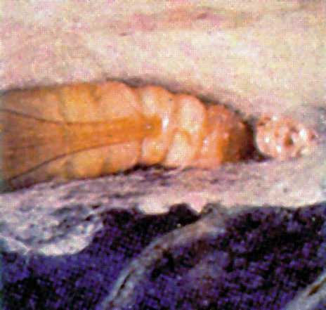 Pupa of cabbage looper.