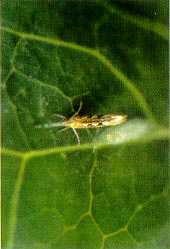 Adult diamondback moth.