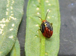 Four-lined plant bug nymph.