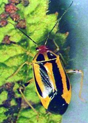 Four-lined plant bug adult.