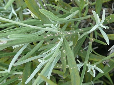 Damage from four-lined plant bug on leaves and stems. Lesions on stems are often elongated.