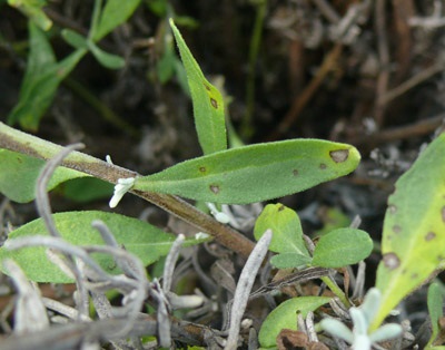 Septoria leaf spot lesions.
