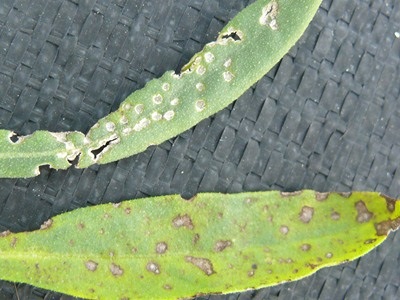 Comparison of lesions. Top: four-lined plant bug, Bottom: Septoria leaf spot. Unlike FLPB, Septoria lesions are dark in colour, variable in size and often surrounded by a yellow halo.