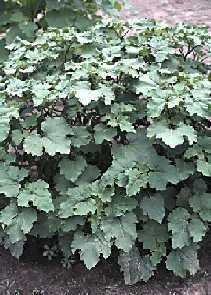 Cocklebur (Xanthium strumarium L.)