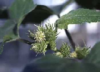 Male and female flowers.