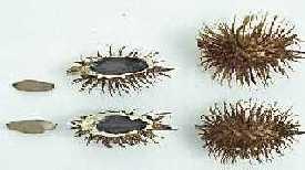 Fruit (bur) and seed.