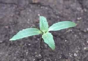 Three-week old seedling.