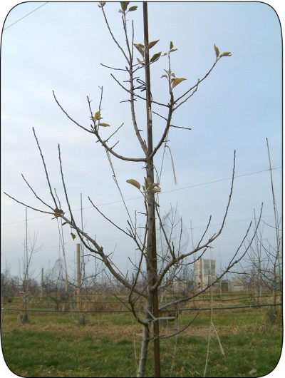 Ambrosia™ trees.