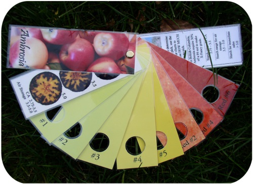 Blush/ground colour and starch-staining chart.