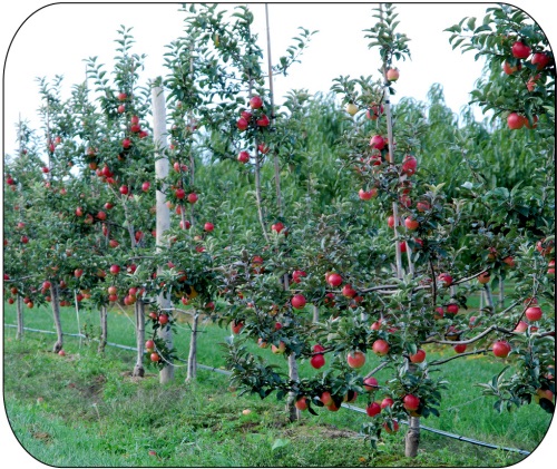 Ambrosia™ trees on M.9 rootstock in their 5th leaf.