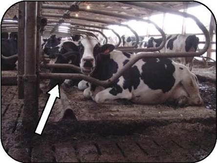 Sideview of a cow lying down in a free-stall barn