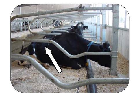 Sideview of a cow lying down in a free-stall barn