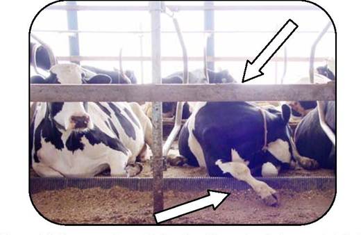 Front view of cows lying down in a free-stall barn and showing front leg over brisket locator