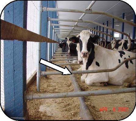 Sideview of cows lying down in a free-stall barn and showing the space between brisket locator and bottom loop pipe