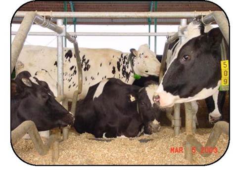 Cows lying down and standing in a free-stall barn and showing lounging space