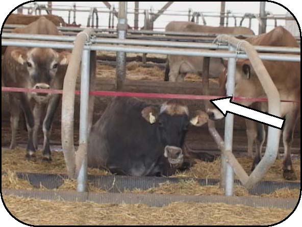 Front view of a cow lying down in a free-stall barn and showing a red deterrent strap running across the top third of the stall