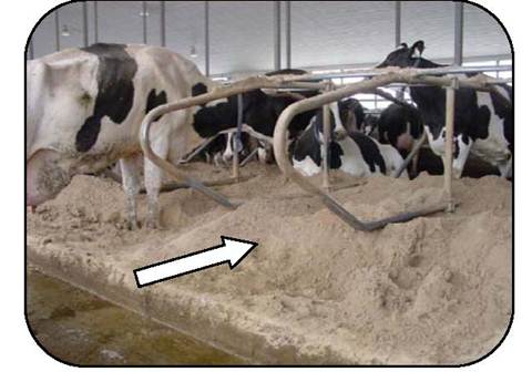 Side view of cows in a free-stall wile piled up sand that could obstruct laying, rising and resting behaviours of cows