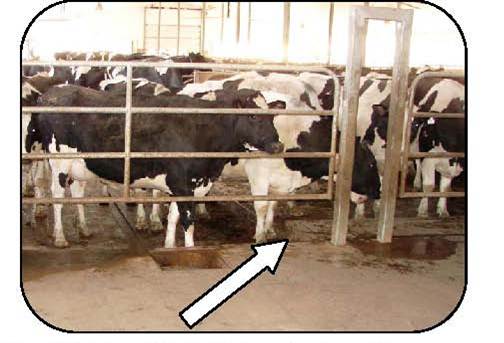 Cattle in a holding pen with a step at the holding pen entrance