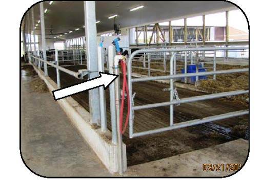 A red water hose and spray nozzle hanging on a gate inside a free-stall barn