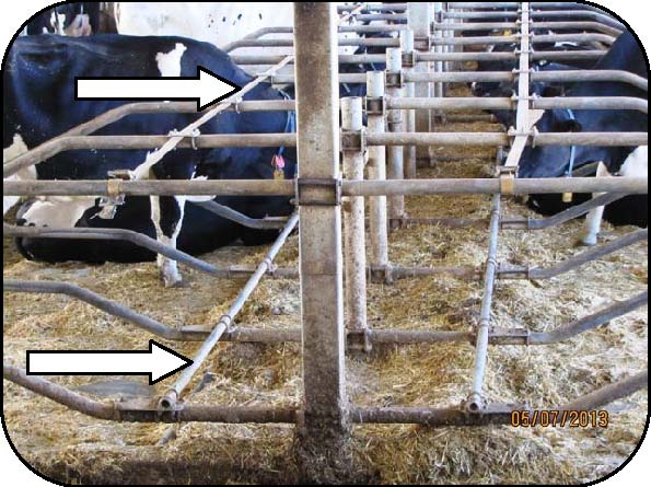 Cows lying down and standing in a free-stall barn