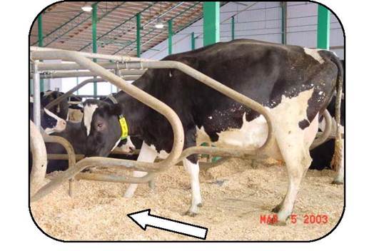 A cow standing in a free-stall barn stall