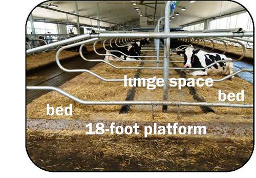 Sideview of cows lying down in a free-stall barn and showing lunge space in stalls attached to wall