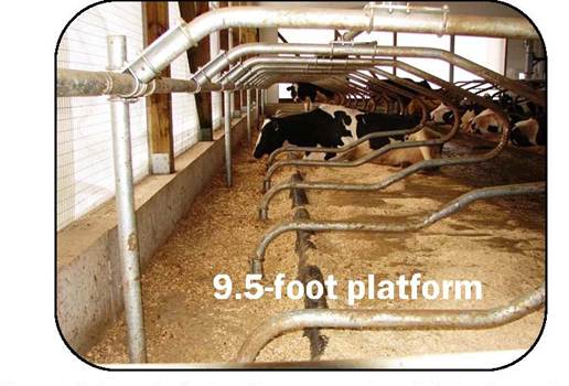 Sideview of a cow lying down in a free-stall barn and showing stall platform and lunge space