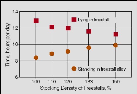 Line chart showing stocking density impart on laying and standing of cows