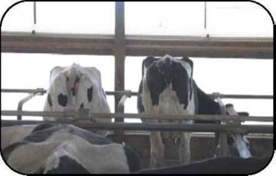 Back-end view of two cows standing in a barn