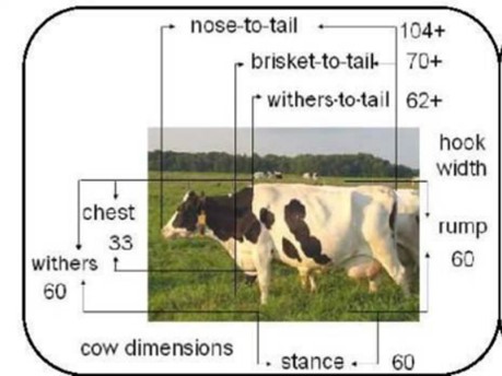 A cow standing in a field with body measurements superimposed over the image